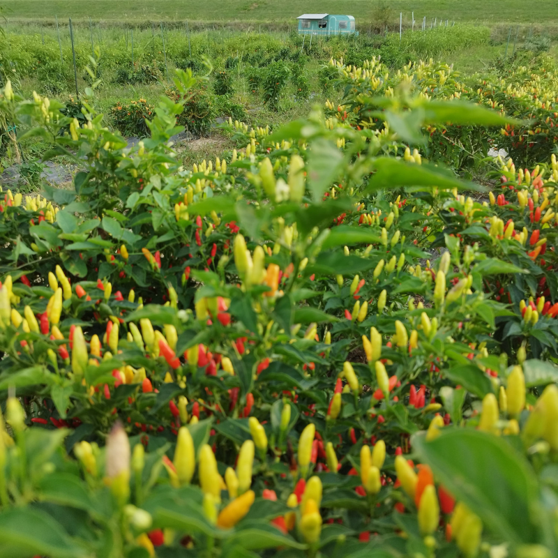 Progetto senza titolo - 2025-07-17T112855.725